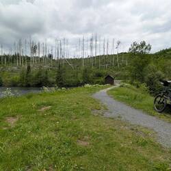 Die Waldschäden begleiten mich ständig