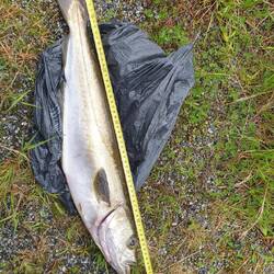 Quasi altri 60 cm...e andiamooo! 🎣