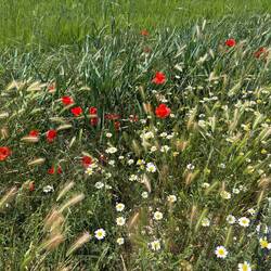 I love all the wildflowers and poppies along the trail.