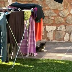 Alburgue cat.