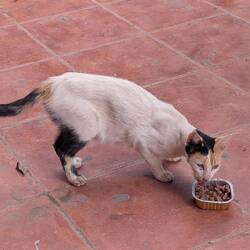 Kätzchenfutter schmeckt auch großen Katzen