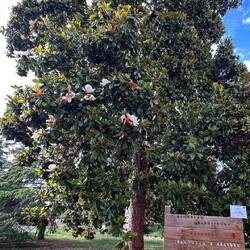 Riesige Magnolie