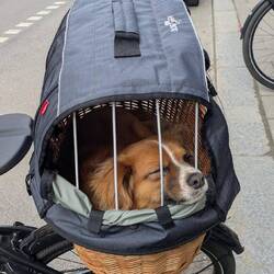 Milo ist geschafft