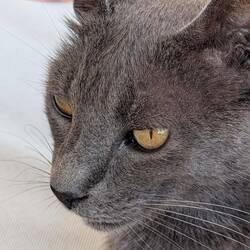 Kater Oliver
