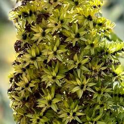 So many Seussian plants here!