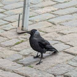 One of the locals.