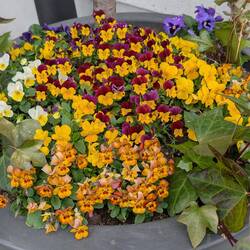 Beautiful colours in pots throughout the city.