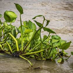 Water Hyazinth (invasive species) floating through Chao Phraya (river in Bangkok) in dense mats.