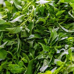 Holy Basil. Culinary and sacred herb, absolutely central to Thai cuisine, especially in Pad Kra Prow