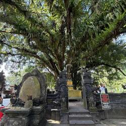 Heiliger Baum im Tempel Tirta Empul (heilige Quelle)