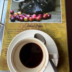 Luwak Kaffee zu 50.000 (2,50), schmeckt aber nicht so doll