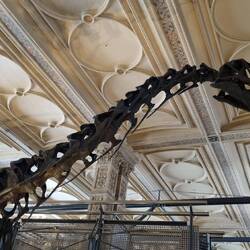 Visited the other old dinosaurs at the Natural History Museum.