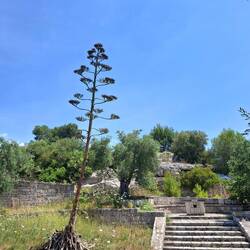 Blühende und gleichzeitig sterbende Agave