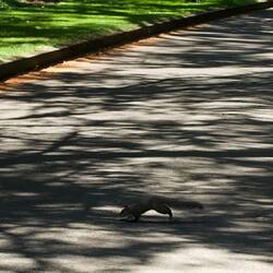Squirel