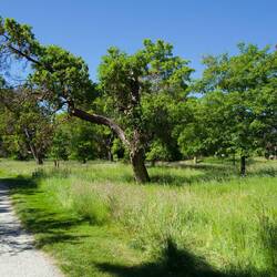 Beacon Hill Park
