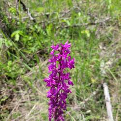Knabenkraut, eine wilde Orchidee
