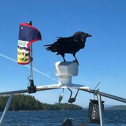 This Raven hitched a ride on C-Traveler for a bit.