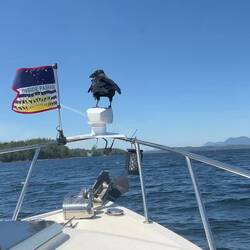 Video of Raven hitching a ride on C-Traveler. Yeah, it was windy out!