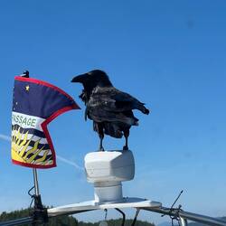 This Raven hitched a ride on C-Traveler for a bit.