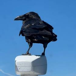 This Raven hitched a ride on C-Traveler for a bit.
