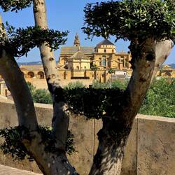 Mezquita Cathedral framed by cool tree