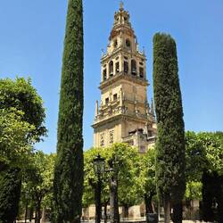 Tower & Cypress at Mezquita Cathedral