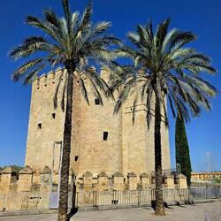Tower & Palms