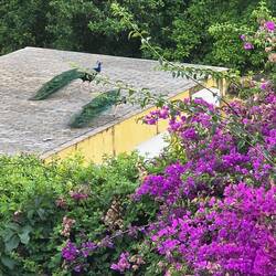 Peacocks roamed the adjacent park; we watched them on this rooftop from our balcony.