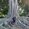 One of many HUGE trees in Murillo Gardens