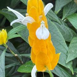 So many weird flowers