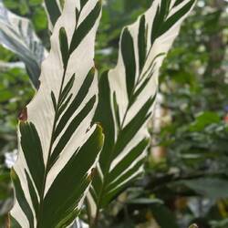I love how these leaves look like someone painted leaves on them.