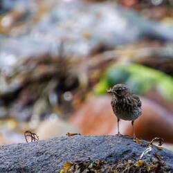Pipit Maritime