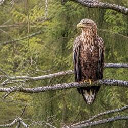 Mächtig thront der Adler auf einem Ast