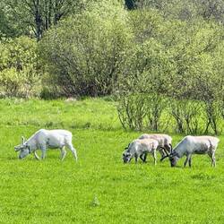 Unsere ersten Rentiere