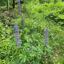 Lupine