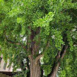 riesiger Ginkgo
