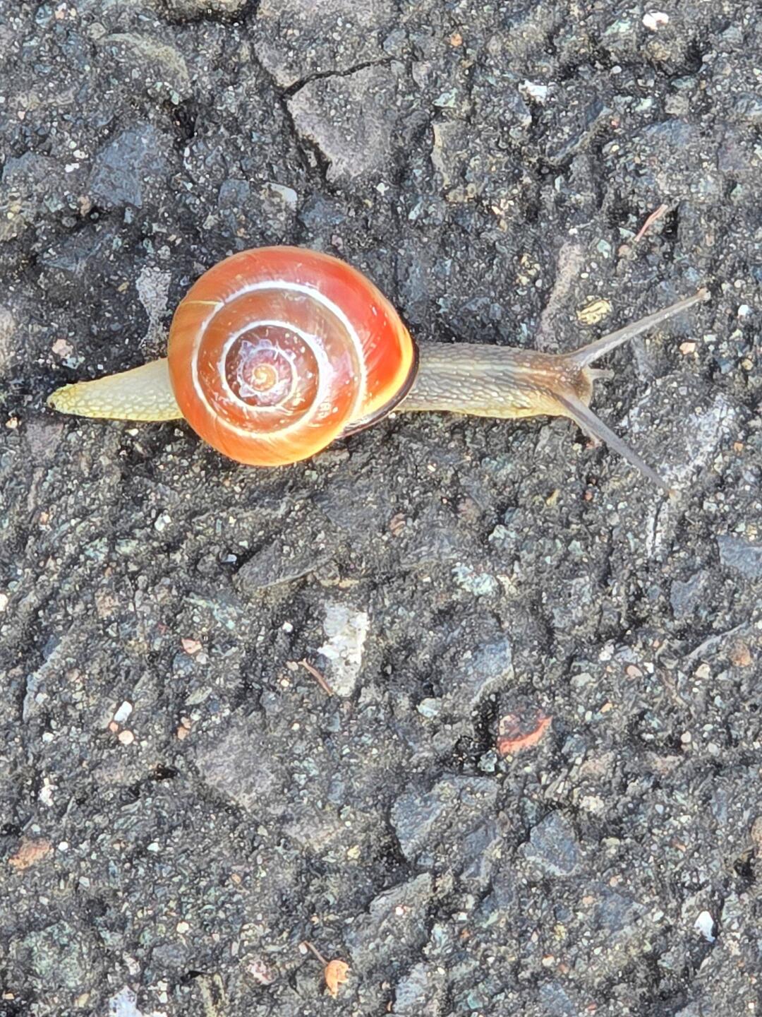Bänderschnecke