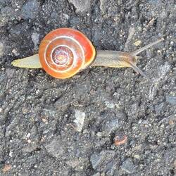 Bänderschnecke