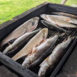 Der Lachs wird geräuchert