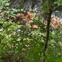 This picture is a closer look at lace Falls