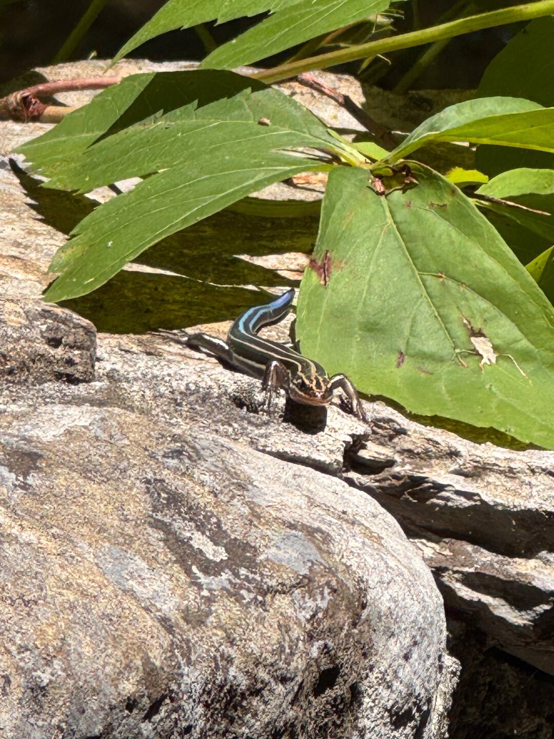 This is a blue tail salamander that we saw when we started down the trail. He was sunning himself on