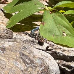 This is a blue tail salamander that we saw when we started down the trail. He was sunning himself on