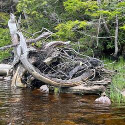 When I got closer, it was just a mess of deadwood.