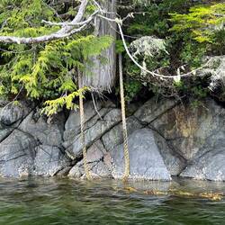 Several trees had large ropes tied on. Wonder if logging was here at one time?