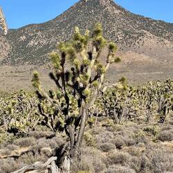 Joshua Tree Forest