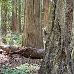 Pretty sure that is an elusive, silver-haired Ewok!