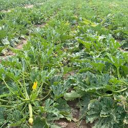 Zuhause im Garten habe ich vergessen Zucchini anzupflanzen