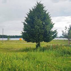 Der Barleber See