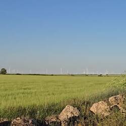 Wind turbines for miles!