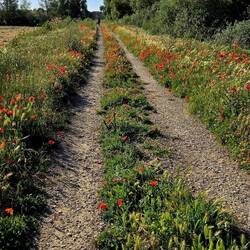 Poppies!